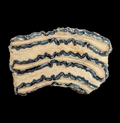 Polished Mammoth Tooth Slice-Fossils-Fossils Online-PaxtonGate