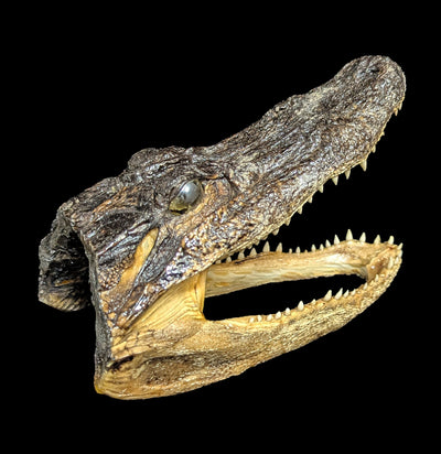 Taxidermy Alligator Head-Taxidermy-Natural Selection-PaxtonGate