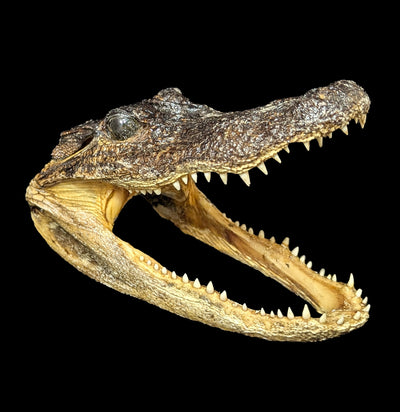 Taxidermy Alligator Head-Taxidermy-Natural Selection-PaxtonGate