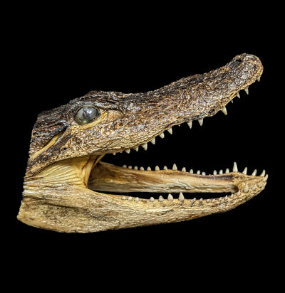 Taxidermy Alligator Head-Taxidermy-Natural Selection-PaxtonGate