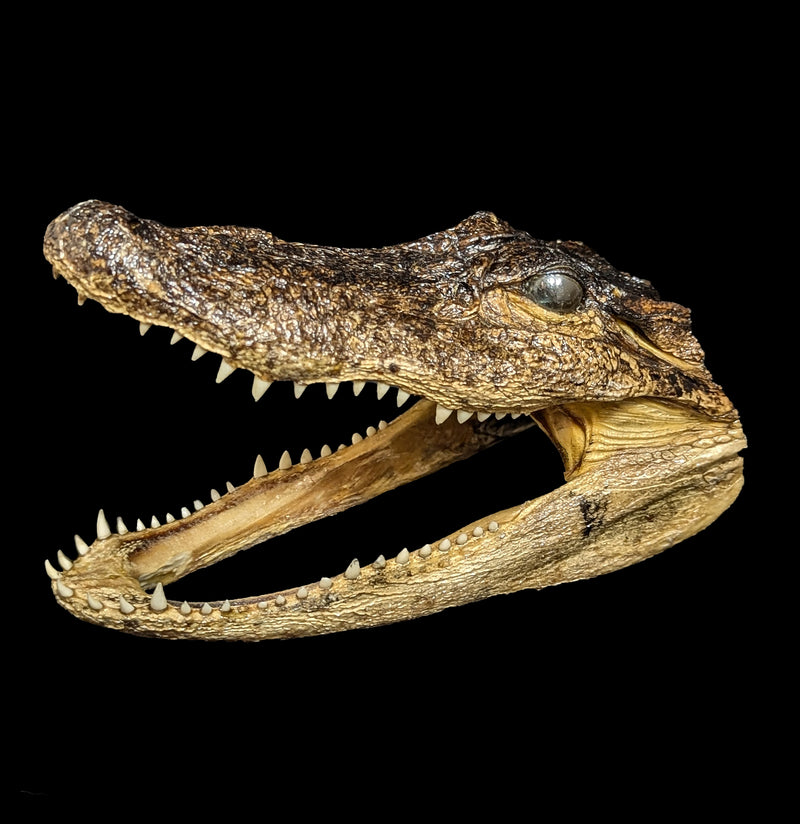 Taxidermy Alligator Head-Taxidermy-Natural Selection-PaxtonGate