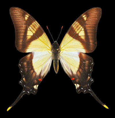 Insect Spreading Class: Columbus Butterfly-Workshop-Paxton Gate-PaxtonGate