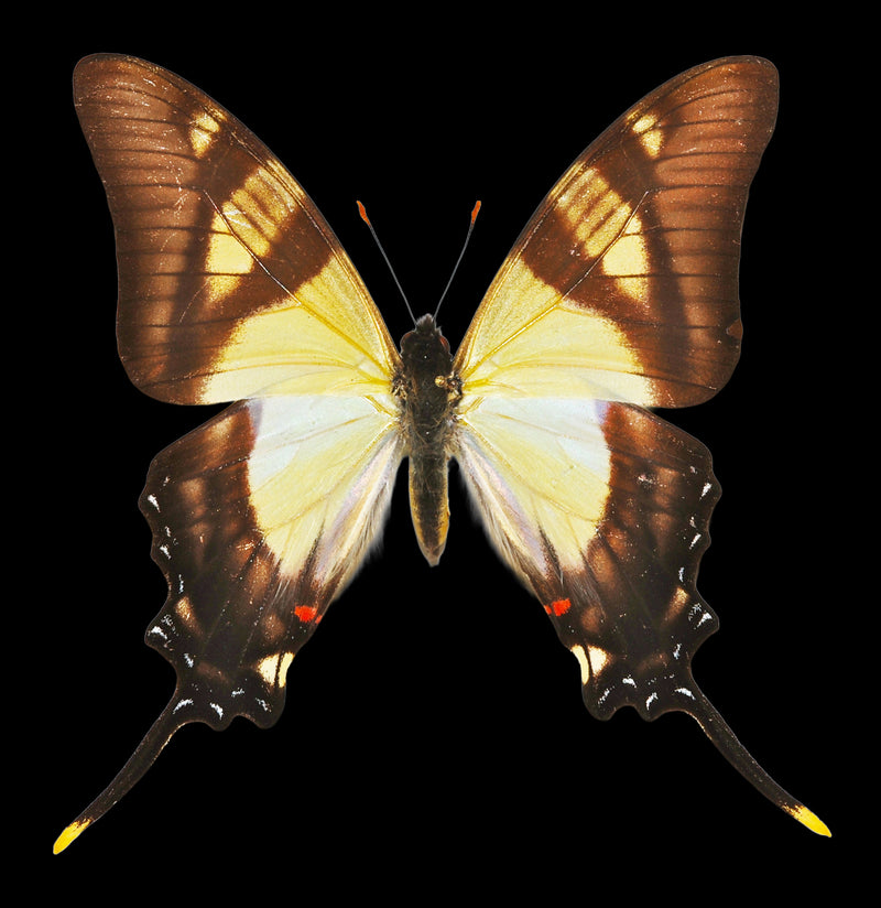 Insect Spreading Class: Columbus Butterfly-Workshop-Paxton Gate-PaxtonGate