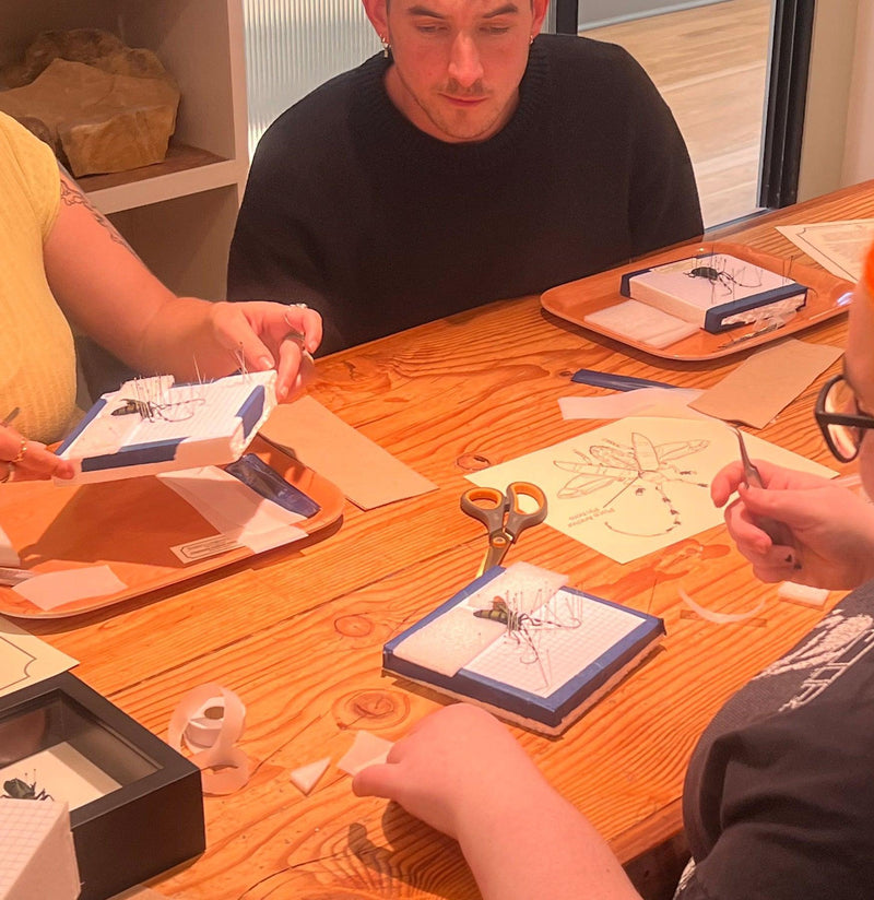 Insect Spreading Class: Tonkin&