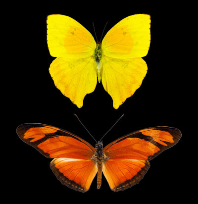 Insect Spreading Class: Julia and Teardrop Sulfur Butterflies-Workshop-Paxton Gate-PaxtonGate