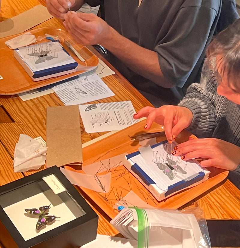 Insect Spreading Class: Purple Spotted Butterfly-Workshop-Paxton Gate-PaxtonGate