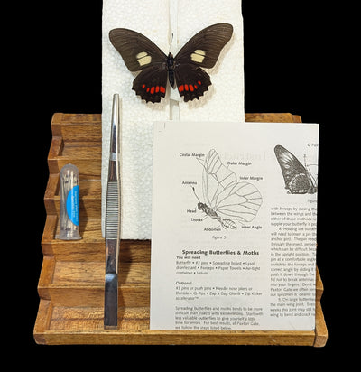 Paxton Gate Insect Spreading Kit-Insects-Paxton Gate-PaxtonGate