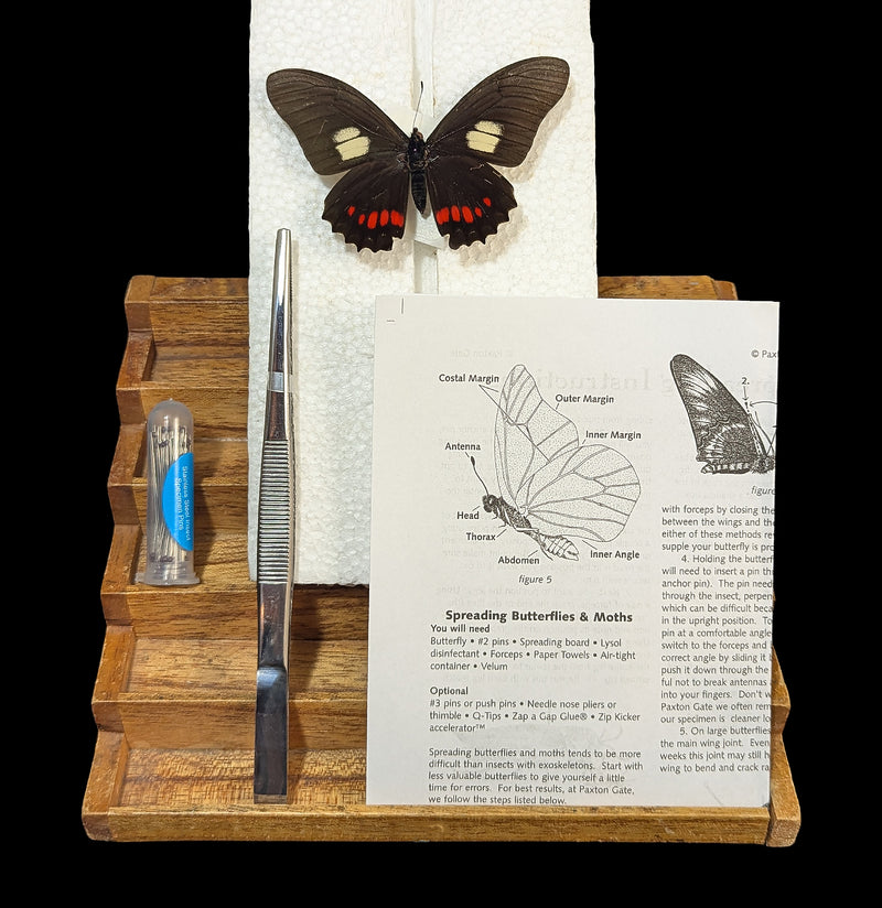 Paxton Gate Insect Spreading Kit-Insects-Paxton Gate-PaxtonGate