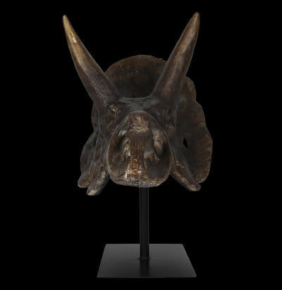Triceratops Skull Replica-Skulls & Bones-Modern World-PaxtonGate