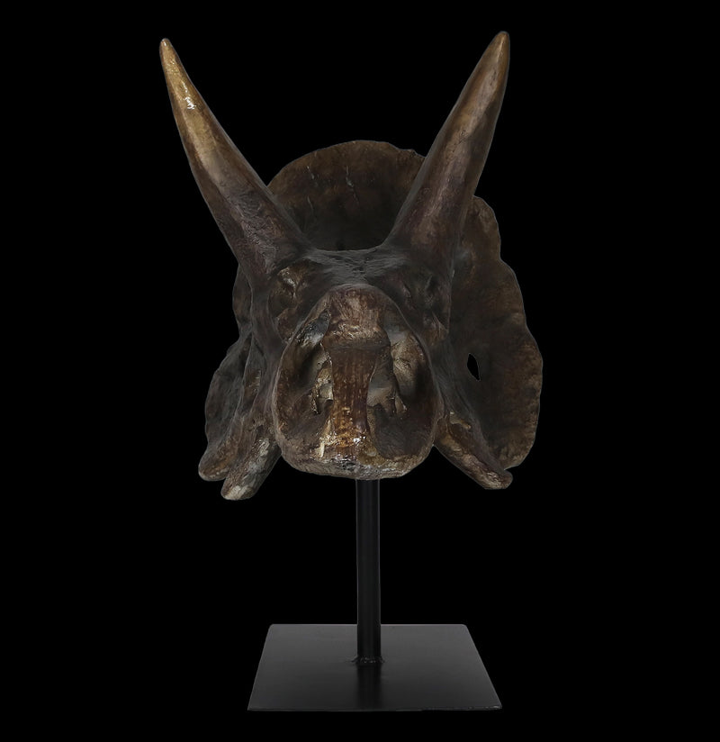 Triceratops Skull Replica-Skulls & Bones-Modern World-PaxtonGate