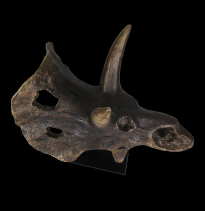 Triceratops Skull Replica-Skulls & Bones-Modern World-PaxtonGate