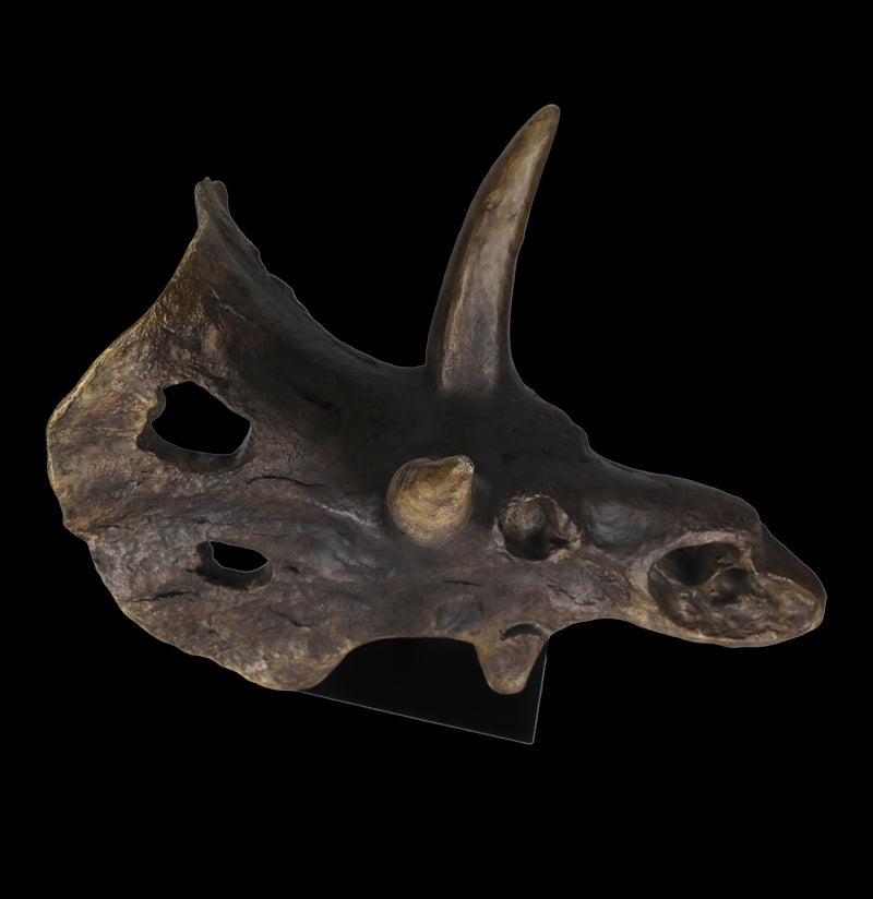 Triceratops Skull Replica-Skulls & Bones-Modern World-PaxtonGate
