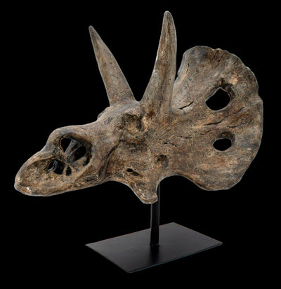 Triceratops Skull Replica-Skulls & Bones-Modern World-PaxtonGate