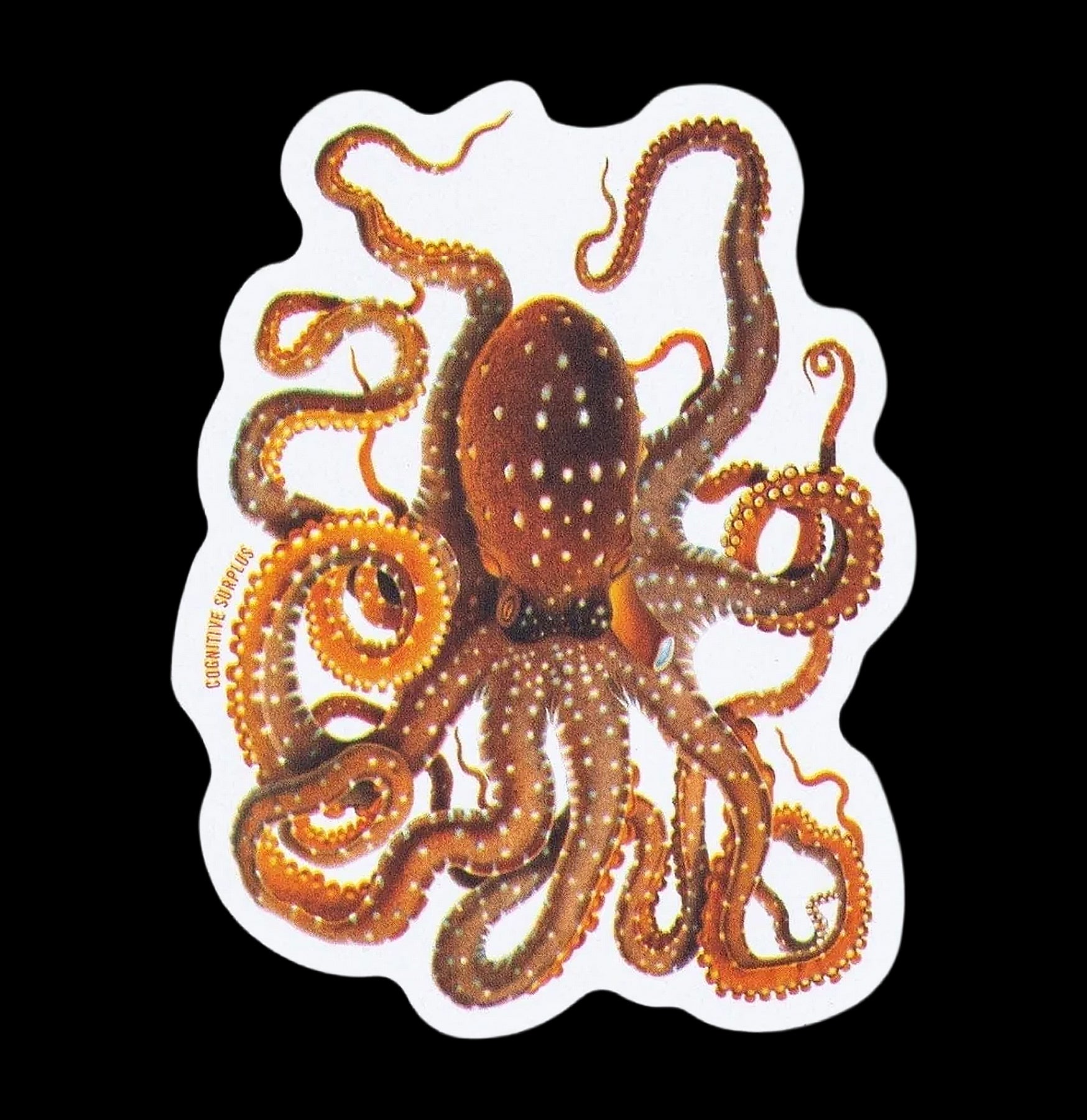 Atlantic White-Spotted Octopus Sticker – Paxton Gate