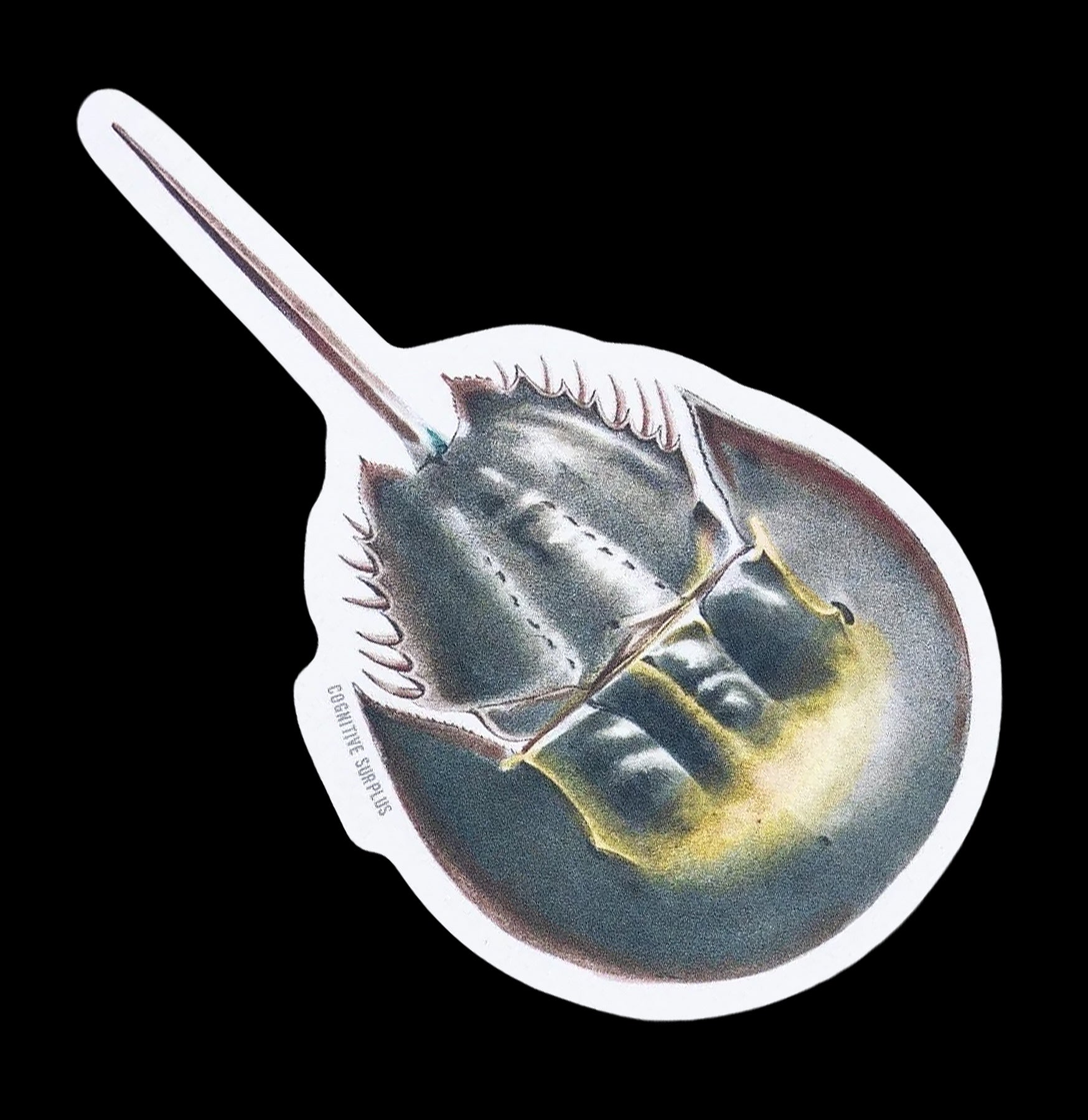 Horseshoe Crab Sticker – Paxton Gate