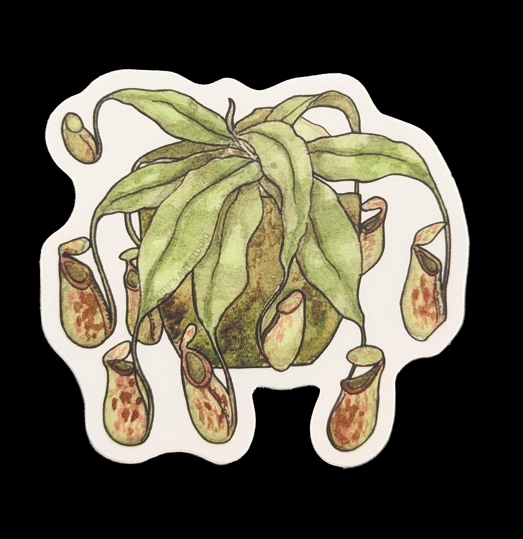 Pitcher Plant Sticker – Paxton Gate