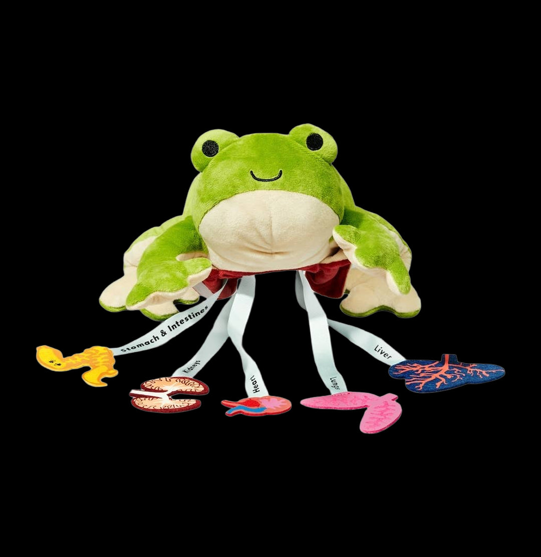 Froggie Dissection Lab For Sale | Paxton Gate