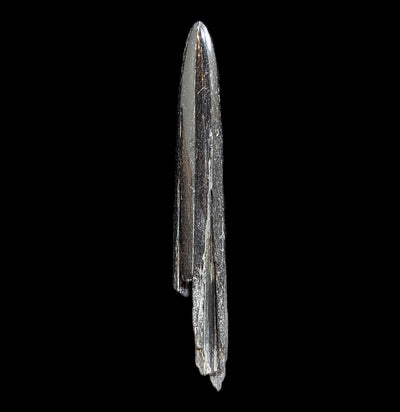 Swordfish Bill Fossil Specimen #2-Fossils-JT Shark Teeth Co-PaxtonGate