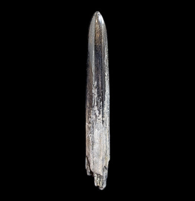 Swordfish Bill Fossil Specimen #3-Fossils-JT Shark Teeth Co-PaxtonGate