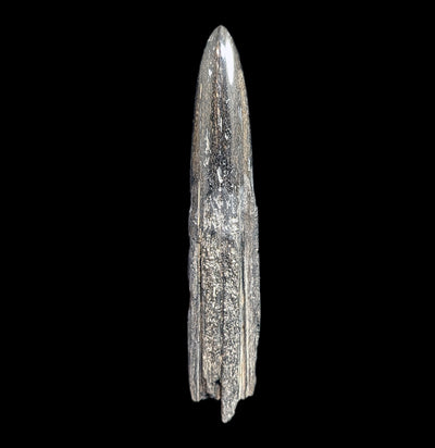 Swordfish Bill Fossil Specimen #4-Fossils-JT Shark Teeth Co-PaxtonGate