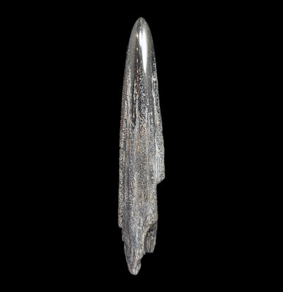 Swordfish Bill Fossil Specimen #5-Fossils-JT Shark Teeth Co-PaxtonGate