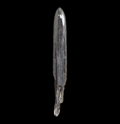 Swordfish Bill Fossil Specimen #6-Fossils-JT Shark Teeth Co-PaxtonGate