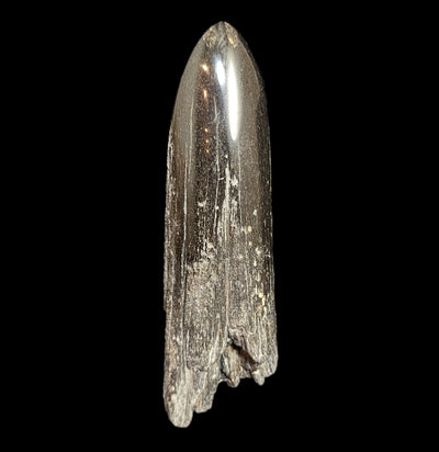 Swordfish Bill Fossil Specimen #8-Fossils-JT Shark Teeth Co-PaxtonGate