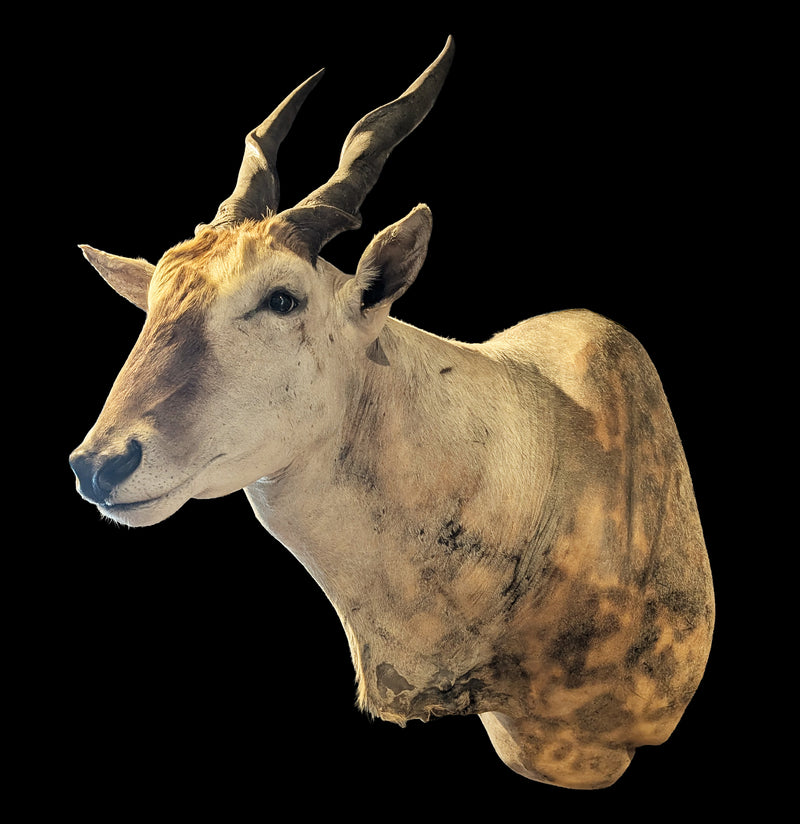 Eland Taxidermy Shoulder Mount-Taxidermy-Geoffrey Vassallo-PaxtonGate