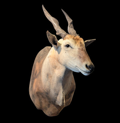 Eland Taxidermy Shoulder Mount-Taxidermy-Geoffrey Vassallo-PaxtonGate