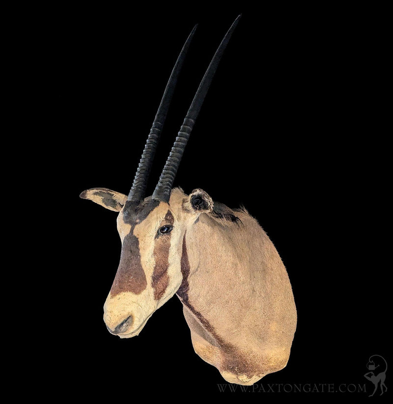 Oryx Taxidermy Shoulder Mount-Taxidermy-Kate Swearingen-PaxtonGate