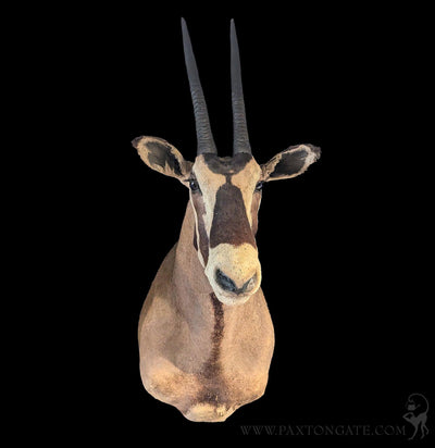 Oryx Taxidermy Shoulder Mount-Taxidermy-Kate Swearingen-PaxtonGate