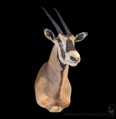Oryx Taxidermy Shoulder Mount-Taxidermy-Kate Swearingen-PaxtonGate