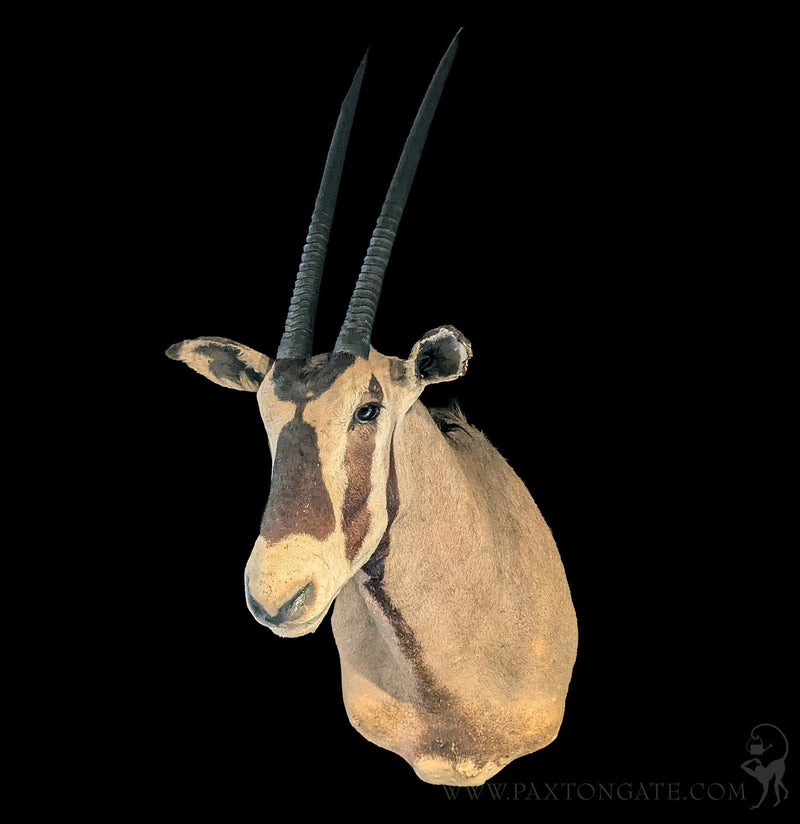 Oryx Taxidermy Shoulder Mount-Taxidermy-Kate Swearingen-PaxtonGate