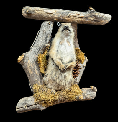 Prairie Dog Taxidermy On Forrest Mount-Taxidermy-Big Horn Taxidermy-PaxtonGate