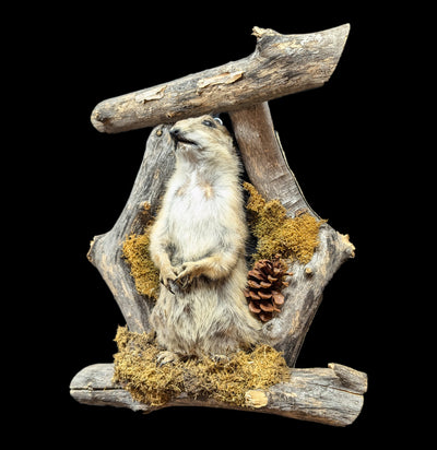 Prairie Dog Taxidermy On Forrest Mount-Taxidermy-Big Horn Taxidermy-PaxtonGate