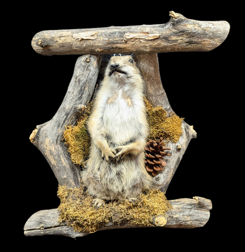 Prairie Dog Taxidermy On Forrest Mount-Taxidermy-Big Horn Taxidermy-PaxtonGate