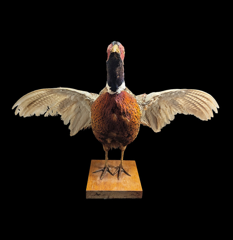 Ring Necked Male Taxidermy Pheasant-Taxidermy-Erin Camarena-PaxtonGate
