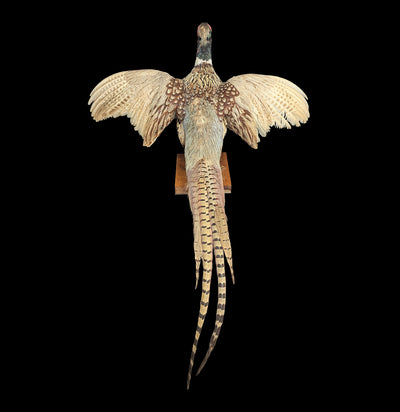 Ring Necked Male Taxidermy Pheasant-Taxidermy-Erin Camarena-PaxtonGate