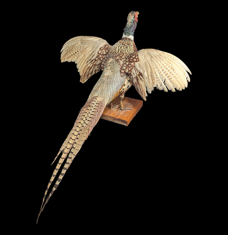Ring Necked Male Taxidermy Pheasant-Taxidermy-Erin Camarena-PaxtonGate