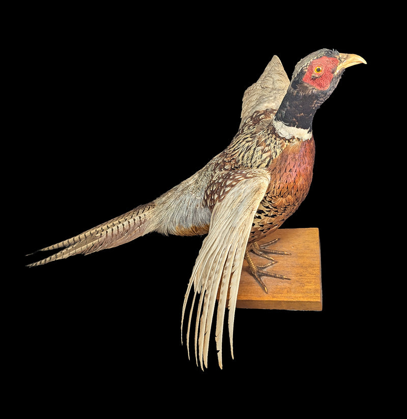 Ring Necked Male Taxidermy Pheasant-Taxidermy-Erin Camarena-PaxtonGate