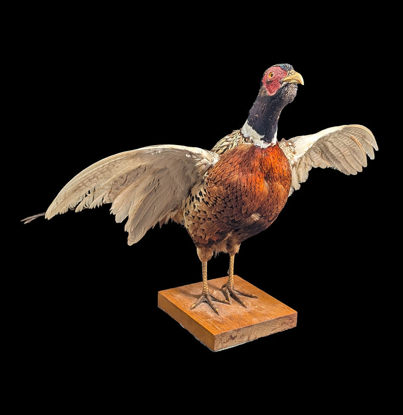 Ring Necked Male Taxidermy Pheasant-Taxidermy-Erin Camarena-PaxtonGate