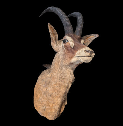 Roan Antelope Taxidermy Shoulder Mount-Taxidermy-Claire Corley-PaxtonGate