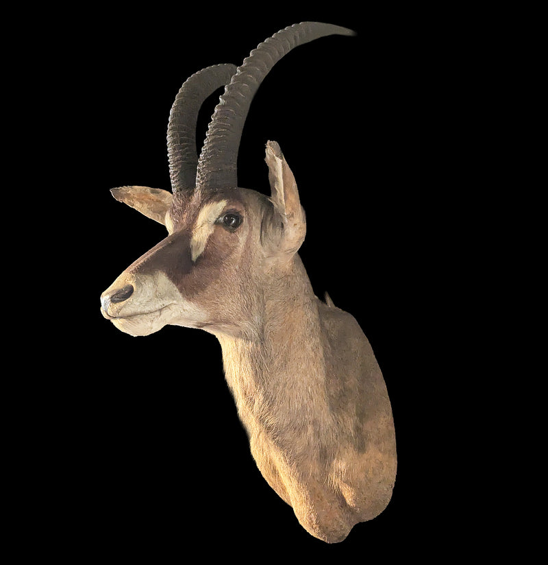 Roan Antelope Taxidermy Shoulder Mount-Taxidermy-Claire Corley-PaxtonGate