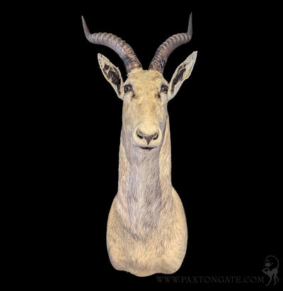 White Blesbok Taxidermy Shoulder Mount-Taxidermy-Superior Animal Brokers-PaxtonGate