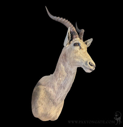 White Blesbok Taxidermy Shoulder Mount-Taxidermy-Superior Animal Brokers-PaxtonGate
