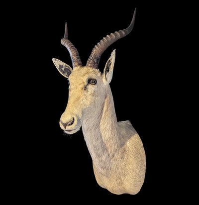 White Blesbok Taxidermy Shoulder Mount-Taxidermy-Superior Animal Brokers-PaxtonGate