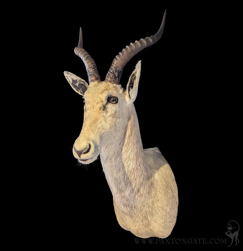 White Blesbok Taxidermy Shoulder Mount-Taxidermy-Superior Animal Brokers-PaxtonGate