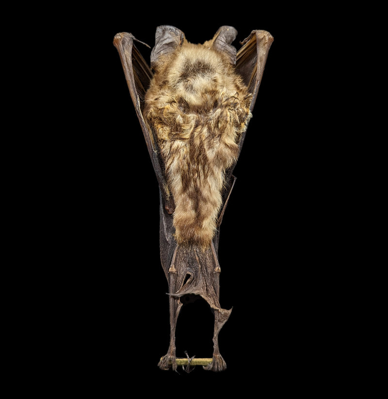 Hanging Hipposideros Diadema Taxidermy Bat-Taxidermy-Bicbugs, LLC-PaxtonGate