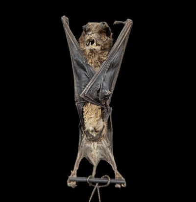 Hanging Otomops Formosus Taxidermy Bat-Taxidermy-Bicbugs, LLC-PaxtonGate