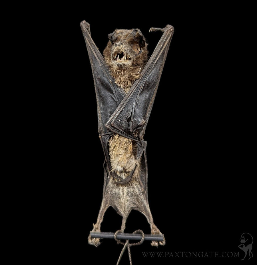 Hanging Otomops Formosus Taxidermy Bat For Sale | Paxton Gate